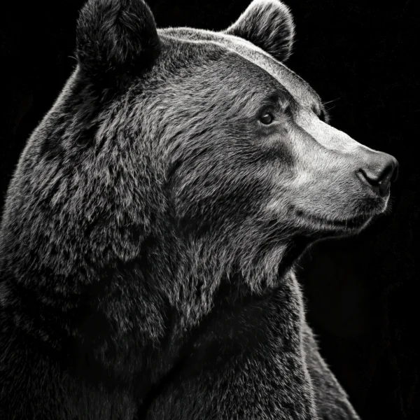 ours, noir et blanc, animal sauvage, décoration murale, portrait animalier