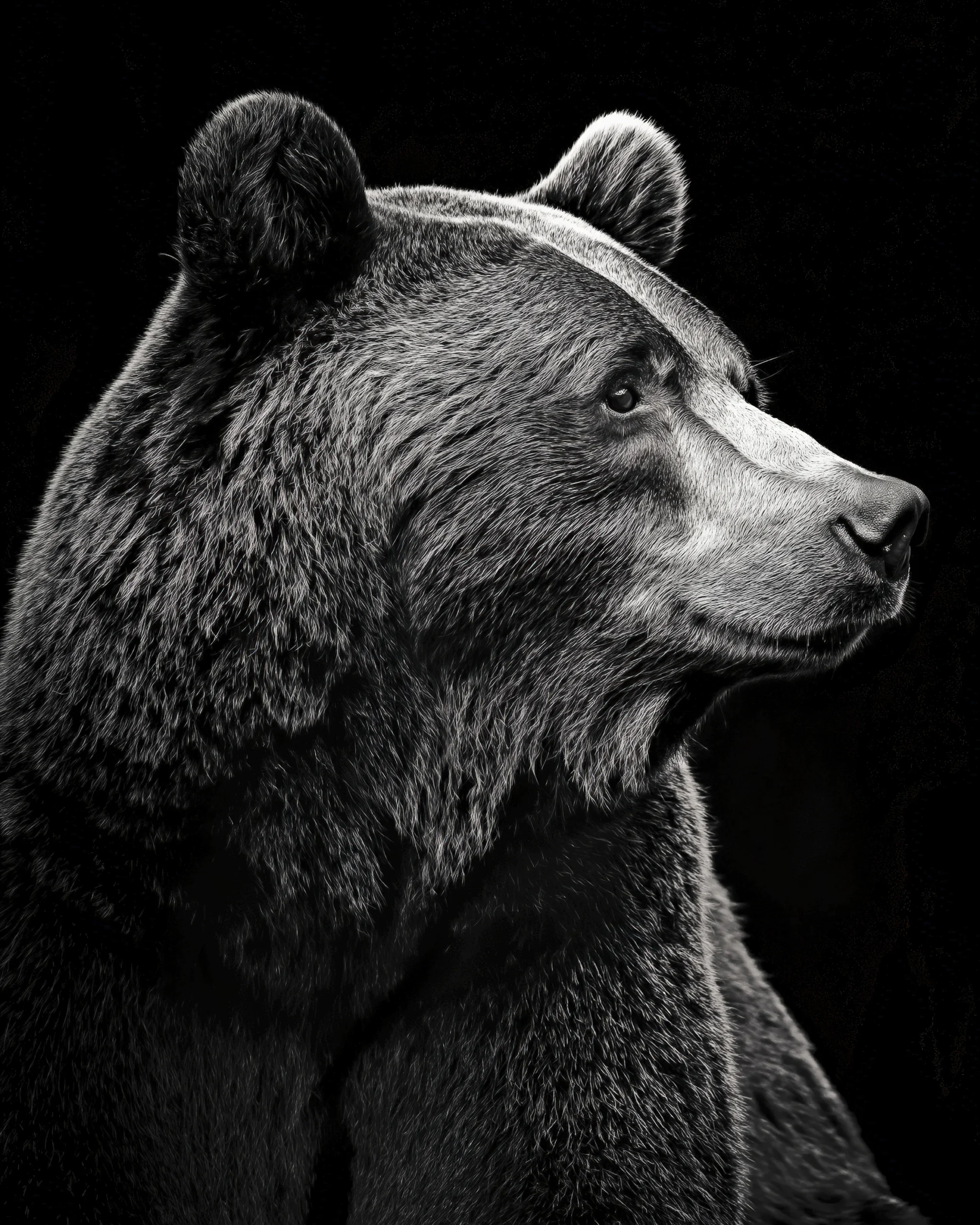 ours, noir et blanc, animal sauvage, décoration murale, portrait animalier