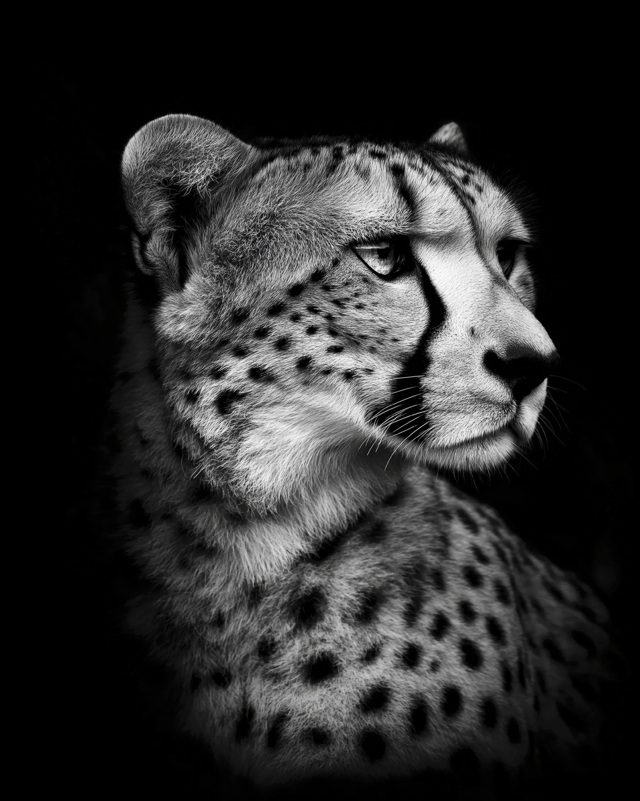 Cheetah Noir, portrait en noir et blanc d’un guépard au regard intense