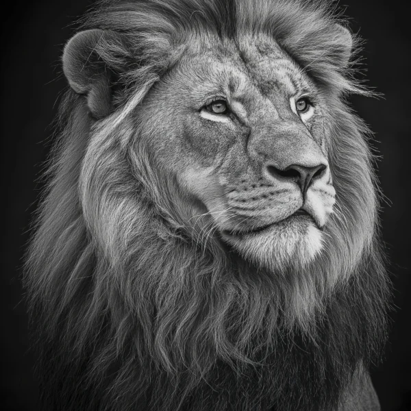 Lion Royal Monochrome, portrait majestueux d’un lion en noir et blanc